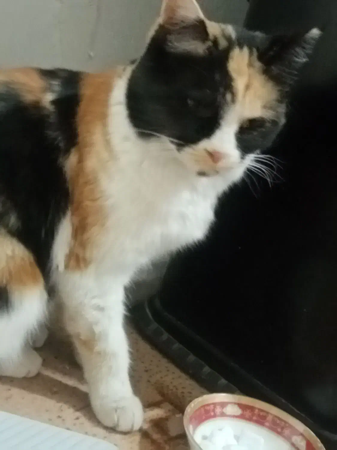 گربه خانگی|گربه|بیرجند, |دیوار