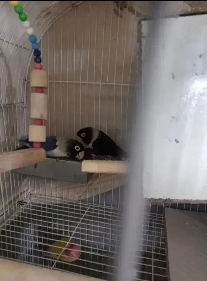 طوطی برزیلی|پرنده|تهران, گلاب دره|دیوار