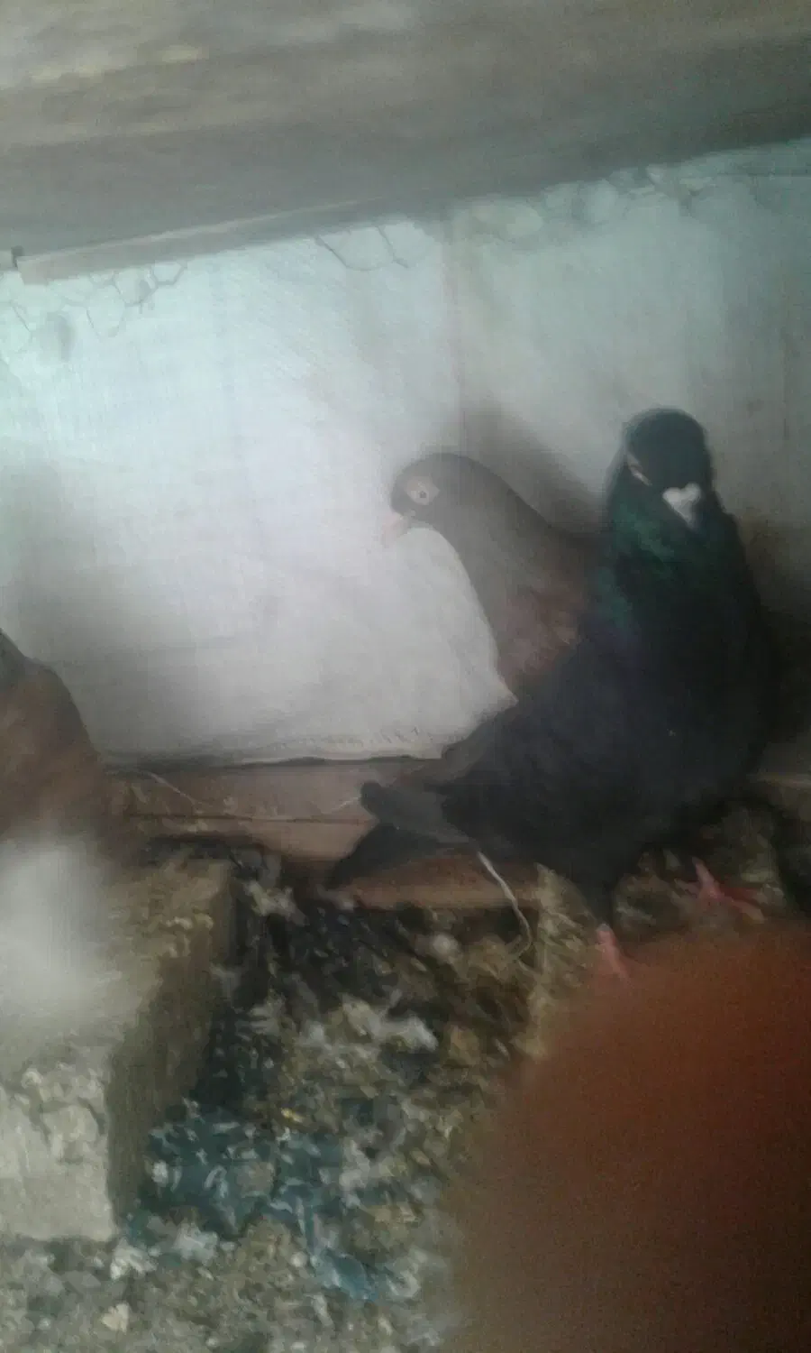 چندجفت کفترخوبوپرشی بشرط|پرنده|یزد, |دیوار