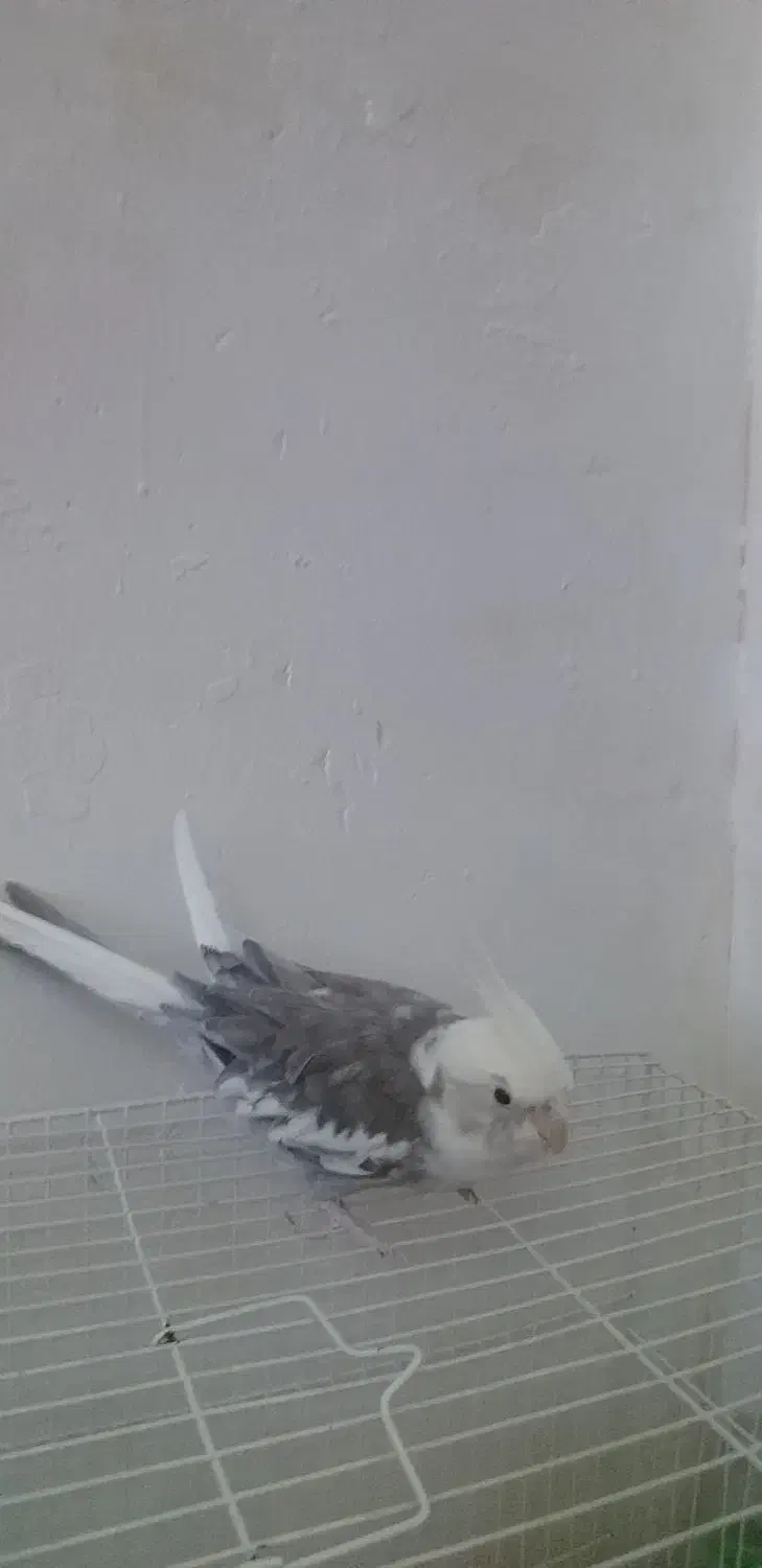 عروس هلندی|پرنده|مشهد, نیزه|دیوار