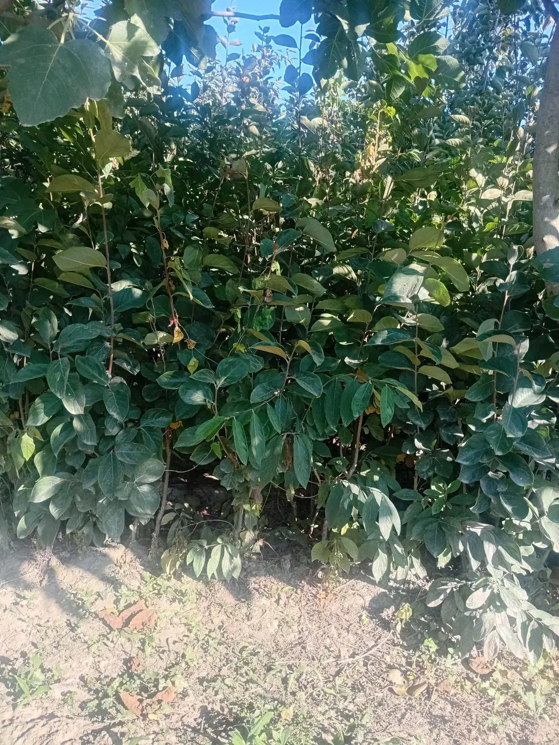 نهال خرمالو...انجیرانار|خدمات باغبانی و درختکاری|بندر گز, |دیوار