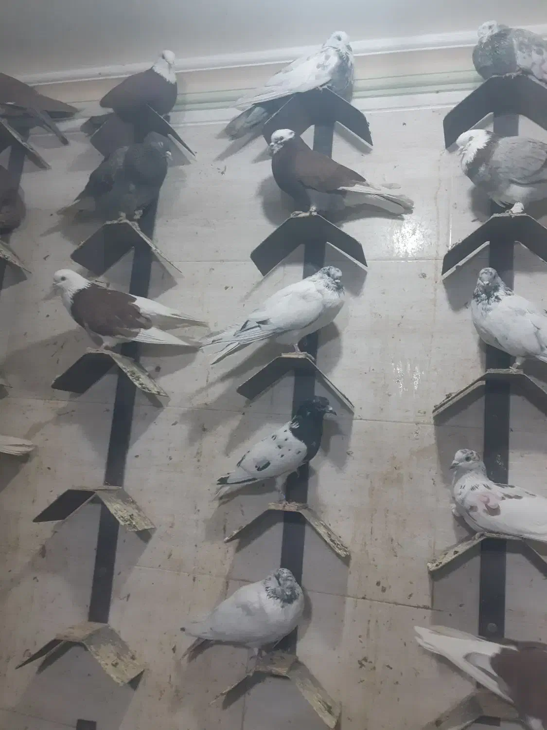 پرنده زینتی|پرنده|پاکدشت, پاکدشت (مامازند)|دیوار