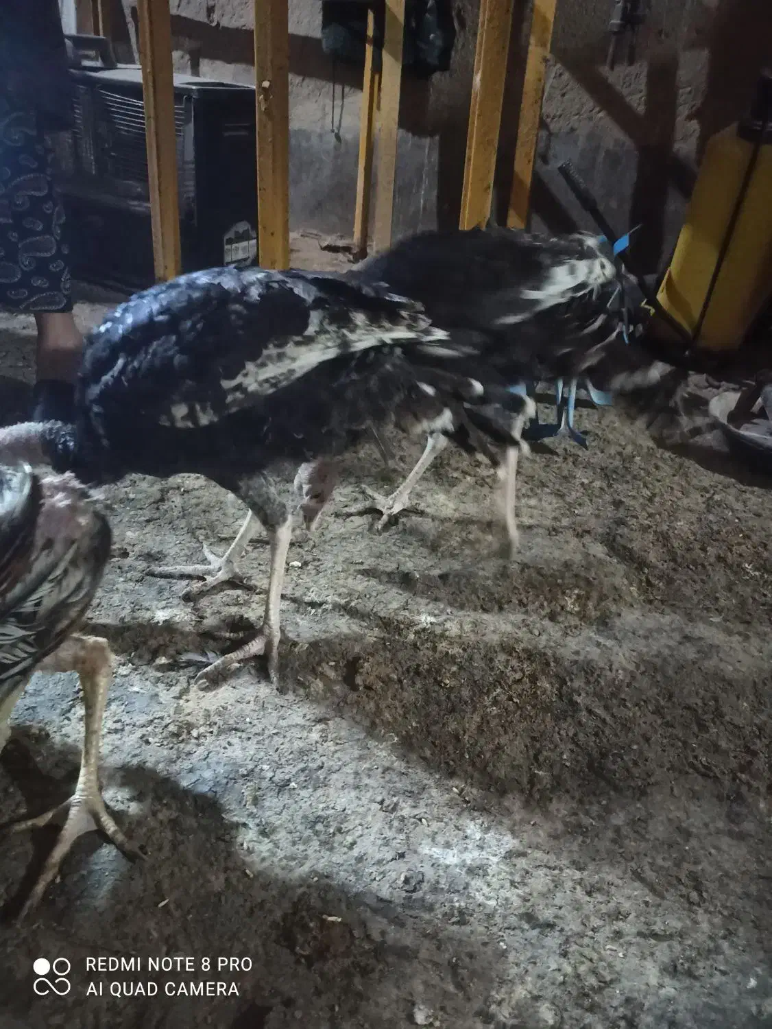 جوجه بوقلمون|حیوانات مزرعه|جزنیک, |دیوار