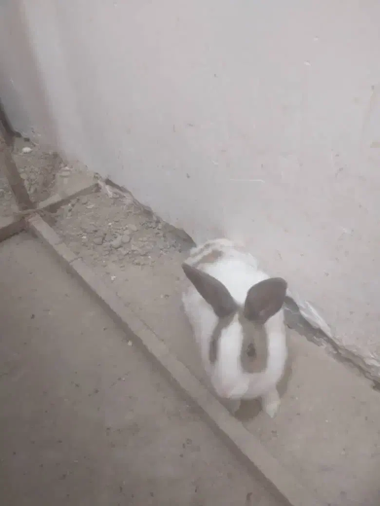 خرگوش|موش و خرگوش|اصفهان, قهجاورستان|دیوار