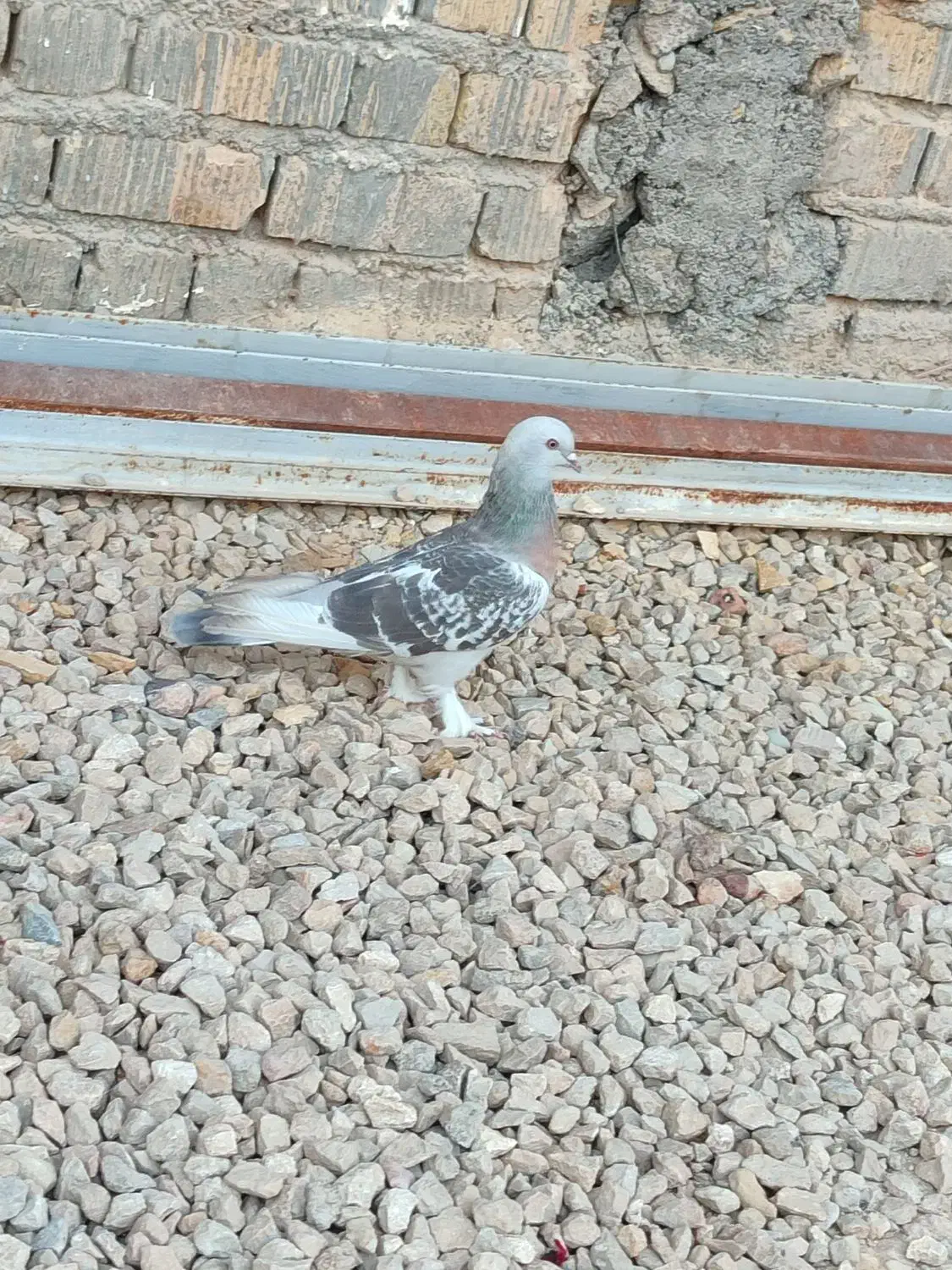 کفتر ترکیه ای|پرنده|شیراز, چشمه سید صفری|دیوار