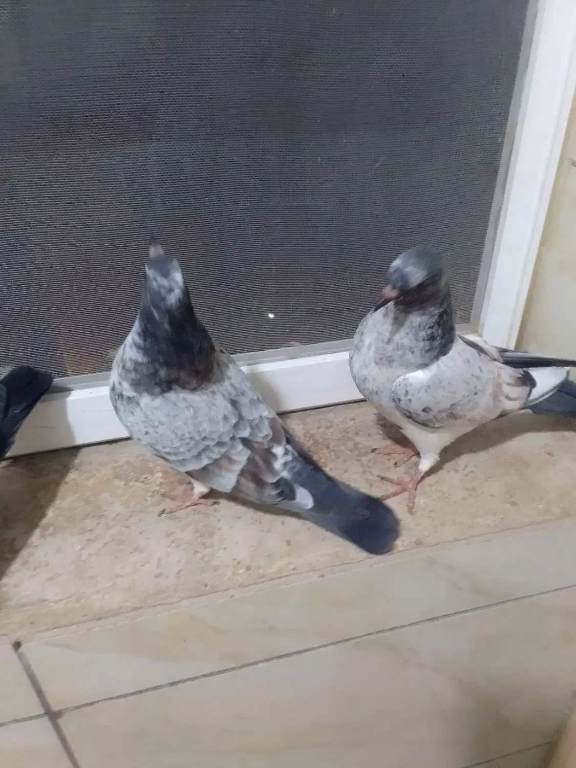 فروش جوجه های ساعت سنگین|پرنده|محمدشهر, شهرک پیام (مهرالبرز)|دیوار