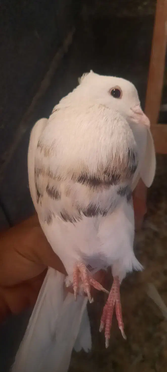 ۴ عدد ۵۰۰ تمن کبوتر گشتی|پرنده|سنندج, |دیوار