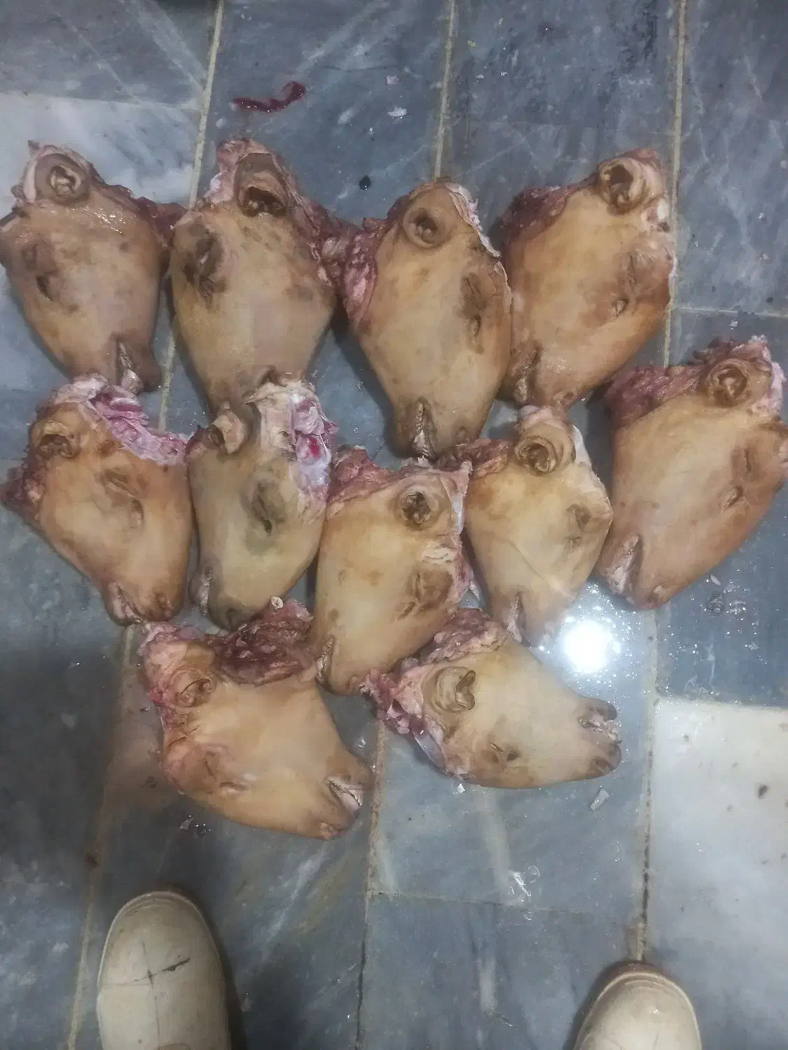 کله پاچه شیشک|خوردنی و آشامیدنی|تهران, صادقیه|دیوار