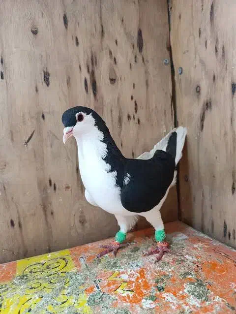 گمشده چپ سیاه|حیوانات|بیرجند, |دیوار