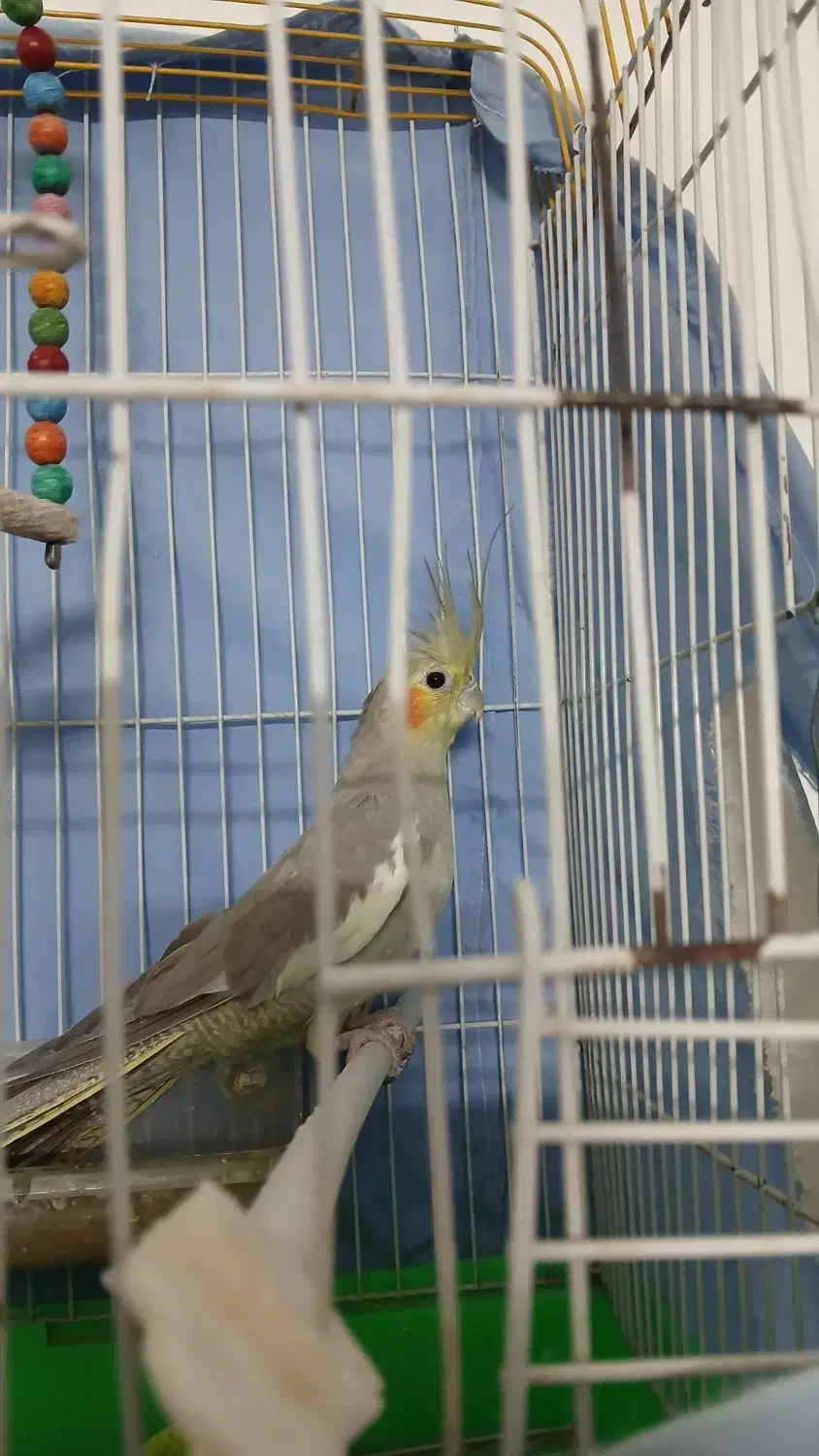 عروس هلندی ماده|پرنده|مشهد, کوشش|دیوار