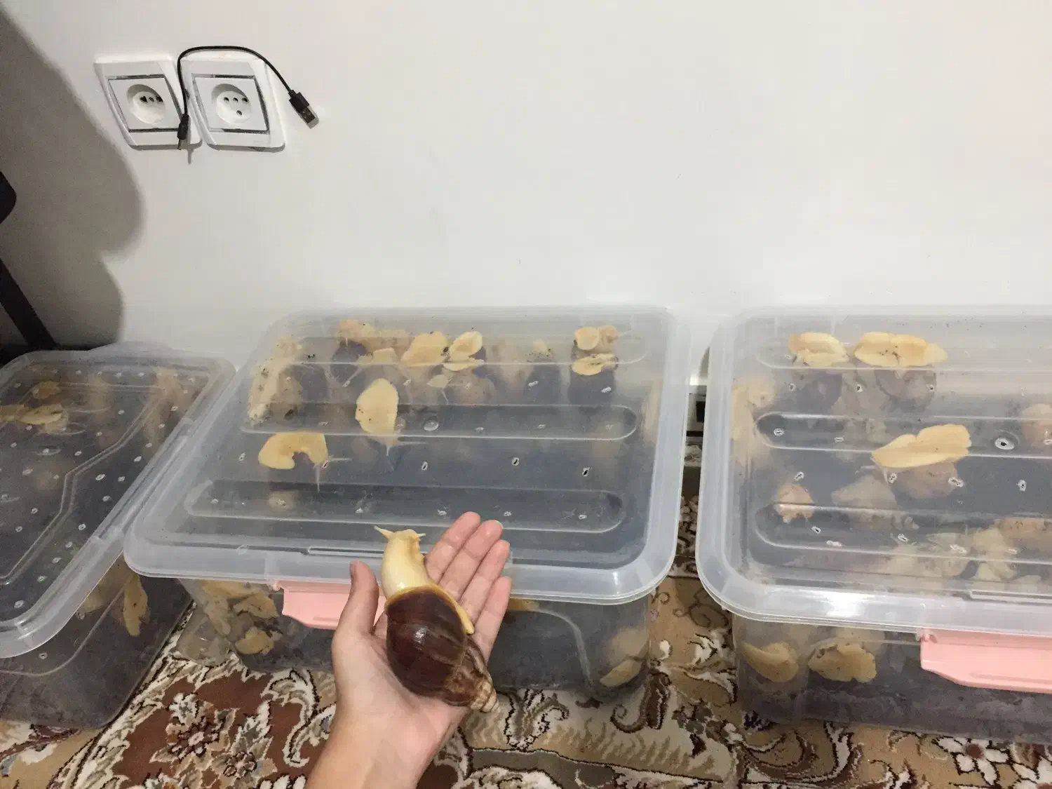 حلزون طبی آچاتینا نژاد آلبینو وفولیکا واگزاری فروش|خزنده|تهران, راه آهن|دیوار