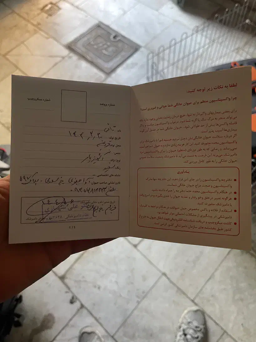 سگ پا کوتاه|سگ|قزوین, |دیوار