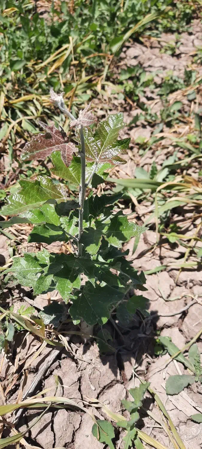 فروش زمین کشاورزی|اجارهٔ دفتر صنعتی، کشاورزی، تجاری|میاندوآب, |دیوار