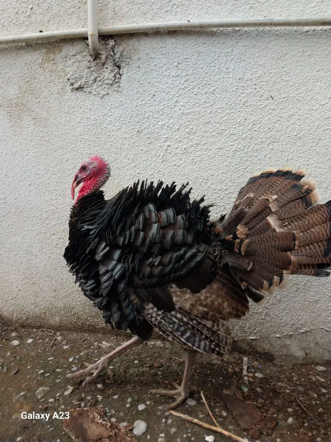 بوقلمون برنز نر ۲ عدد|حیوانات مزرعه|آمل, |دیوار