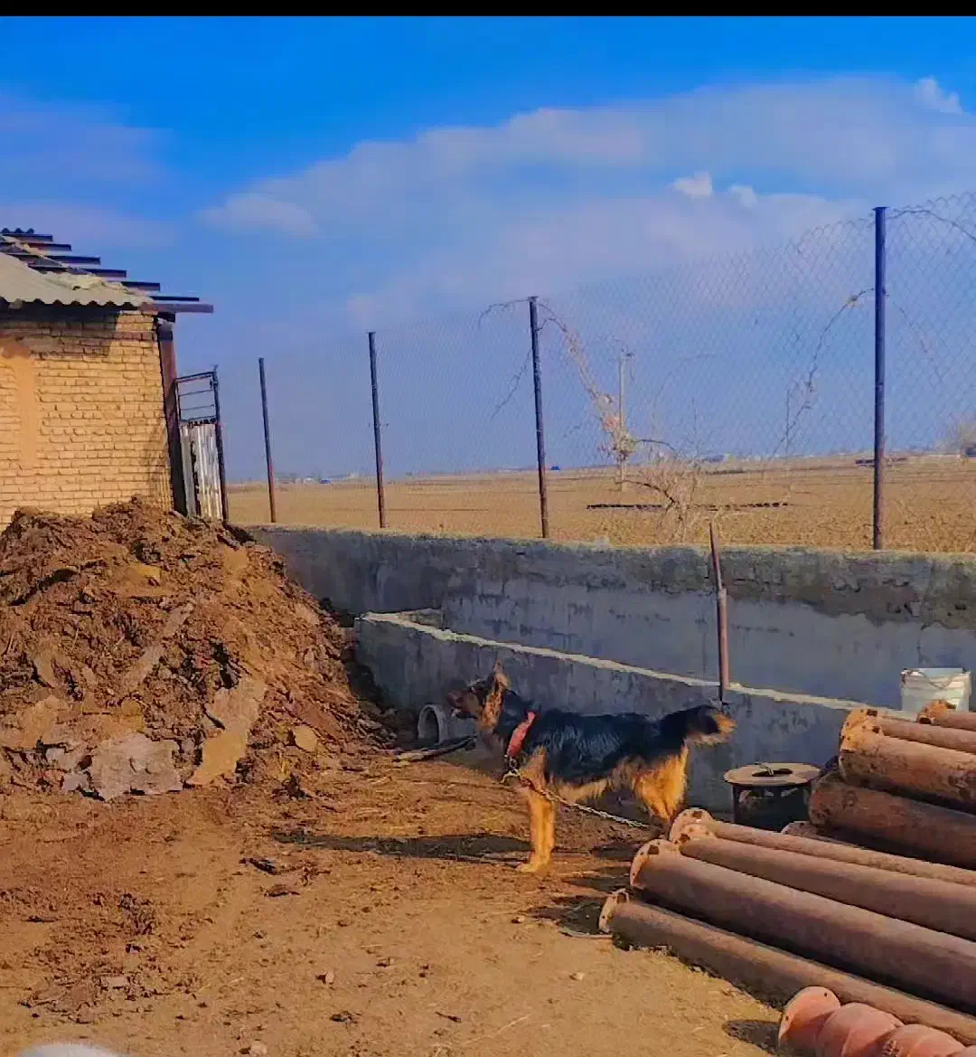 سگ ژرمن|سگ|همدان, |دیوار