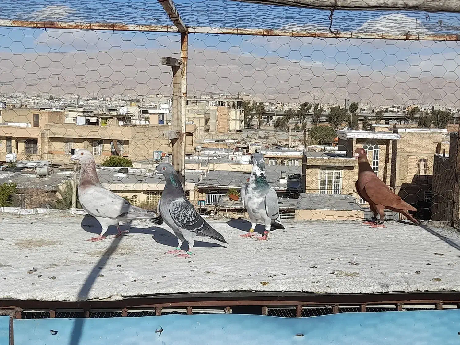 کفتر|پرنده|شیراز, شهرک مهدی‌آباد|دیوار