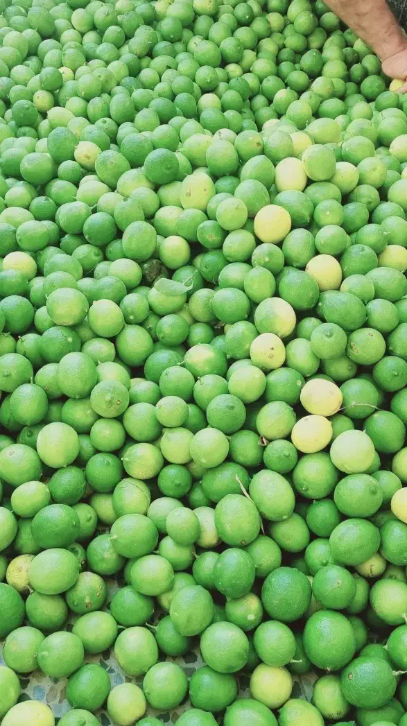 فروشگاه کشاورزی همه چیز برای رشدوتقویت محصولات شما|خدمات باغبانی و درختکاری|دوگنبدان, |دیوار