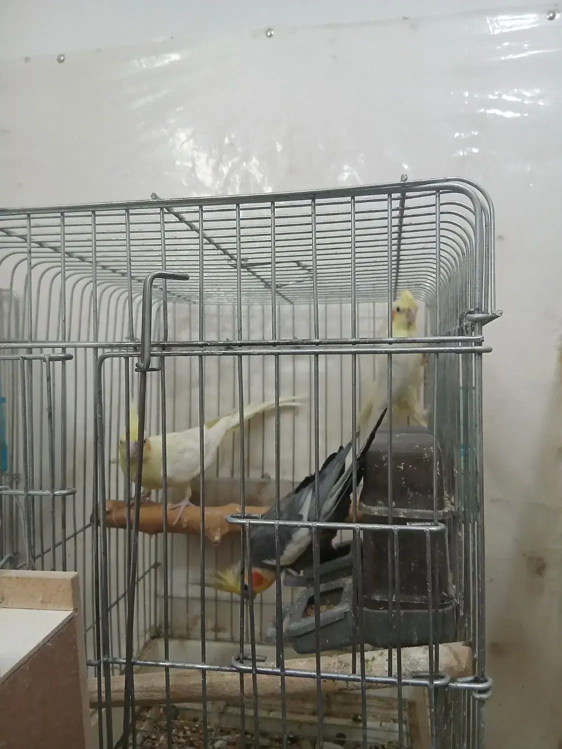 عروس هلندی|پرنده|بهبهان, |دیوار