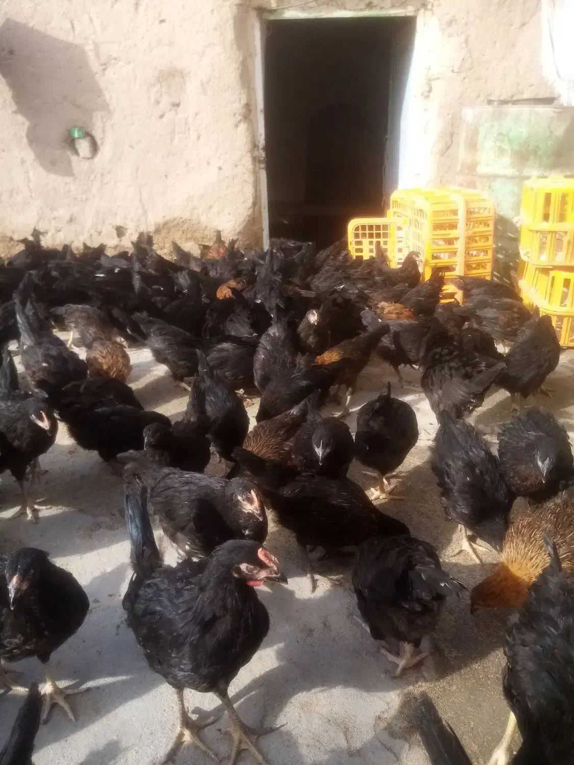 جوجه مرغ جهادی 83|حیوانات مزرعه|تربت‌حیدریه, پائین ولایت|دیوار