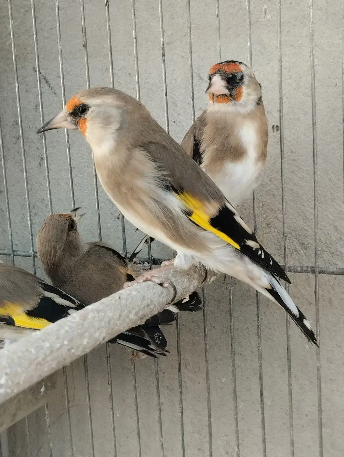 سهره دورگ برگوش سفید اصیل نقش جوجه زاغ|پرنده|شیراز, رکنآباد|دیوار