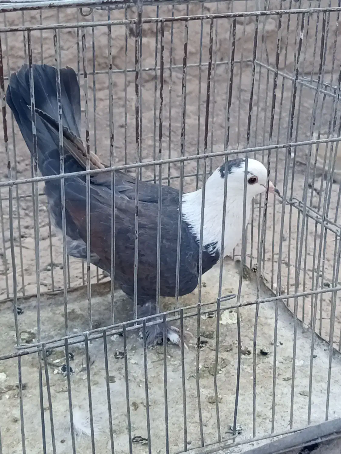 ماده سر مخملی خوشکل|پرنده|گلزار, |دیوار