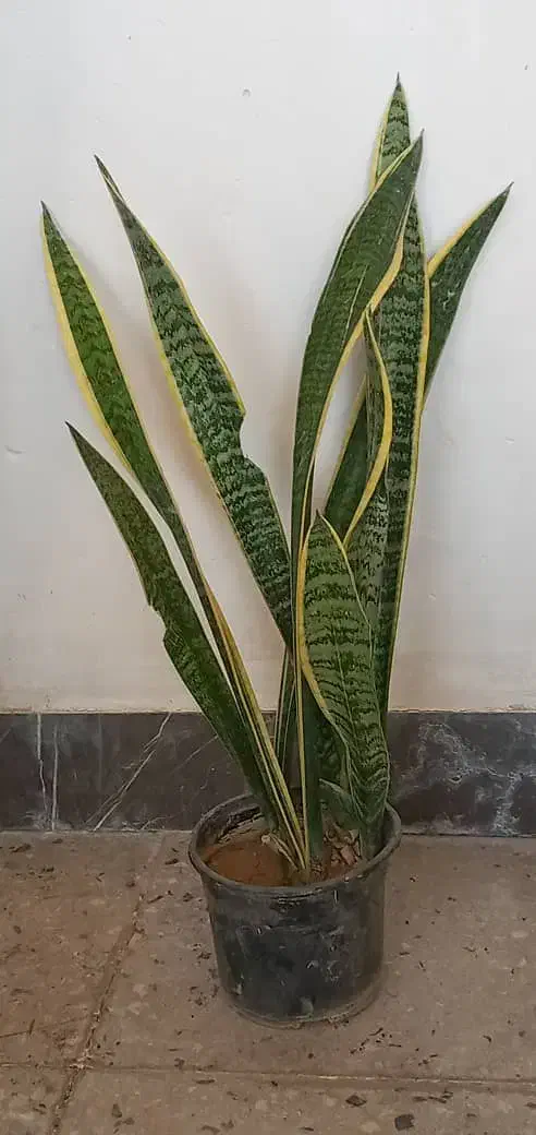 گل های زینتی|گل و گیاه طبیعی|آبدانان, |دیوار