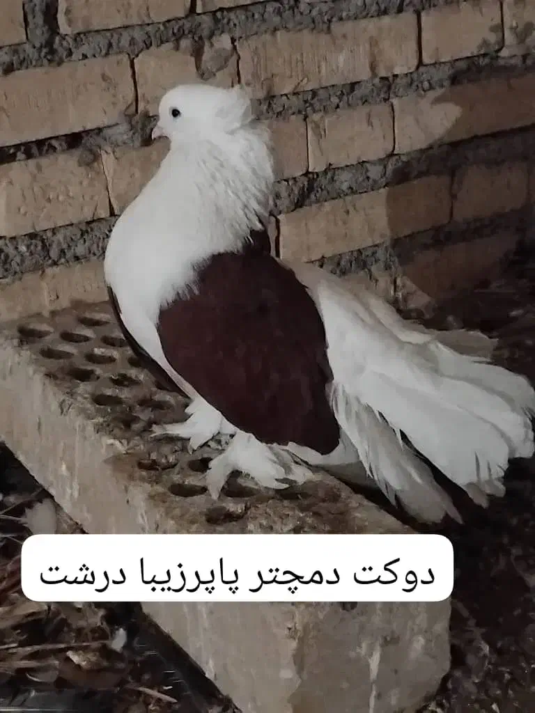 کفترپرشی ساعتی بلندگیر|پرنده|حمیدیه, |دیوار