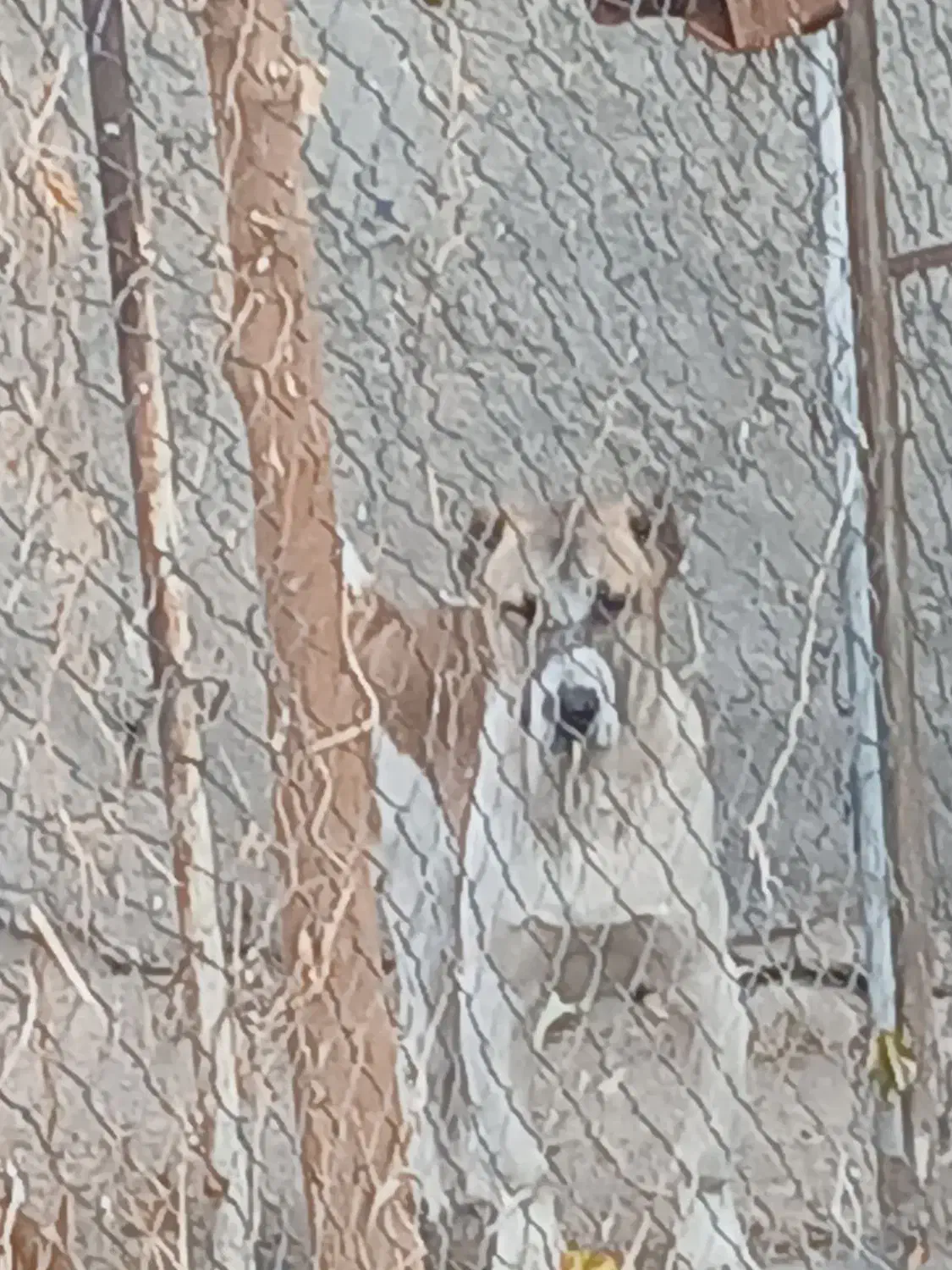 توله سگ|سگ|ساوه, |دیوار