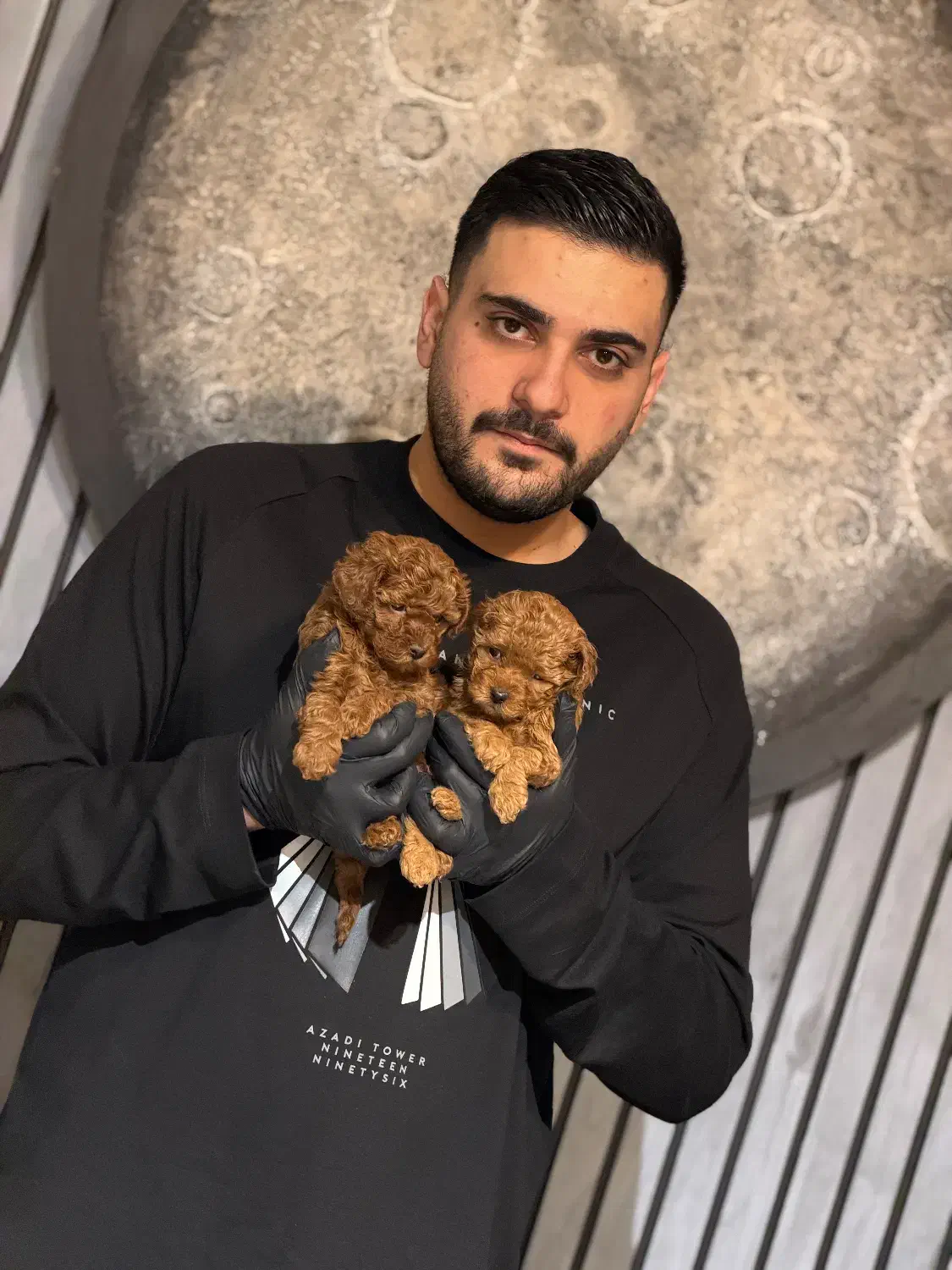 پودل زیبا و خاص|سگ|تهران, اختیاریه|دیوار