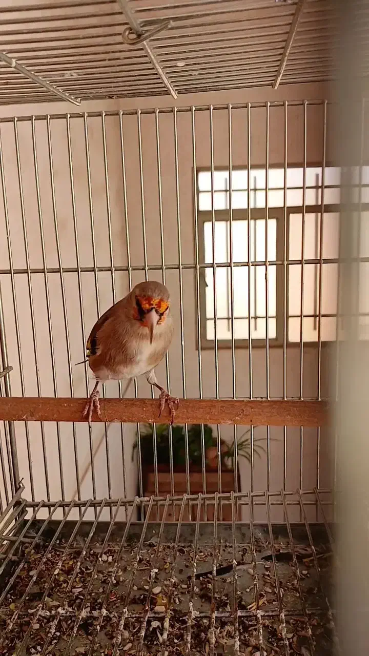 سهره نر جوجه سال|پرنده|خمینی‌شهر, |دیوار