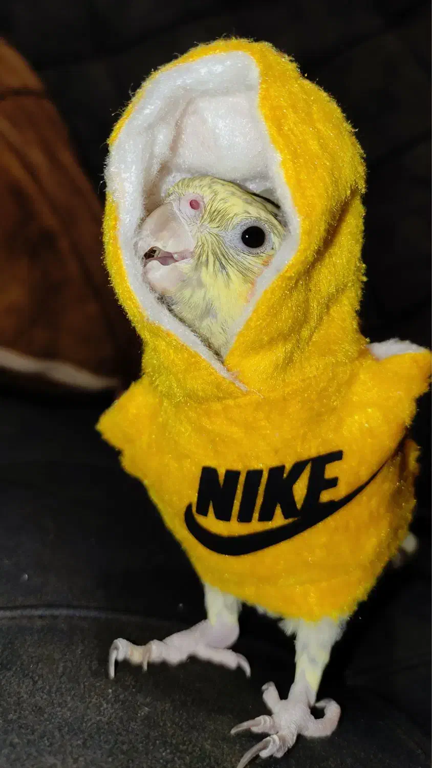 عروس هلندی|پرنده|مشهد, کوشش|دیوار