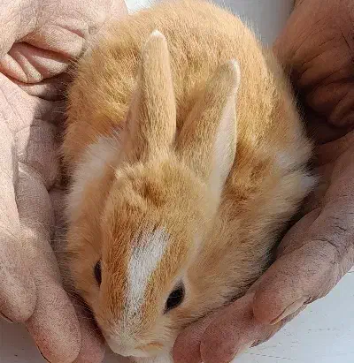 خرگوش|موش و خرگوش|ارومیه, |دیوار