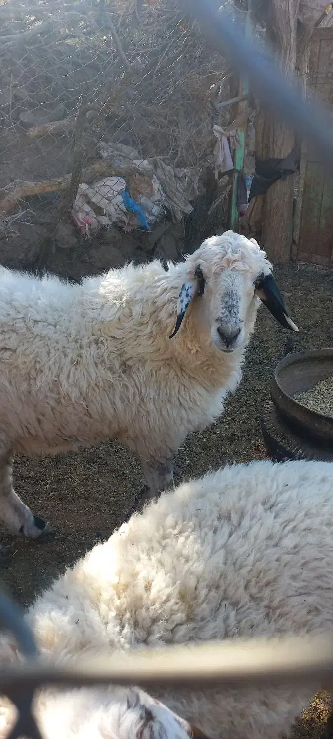 بره نر فروشی|حیوانات مزرعه|خوسف, |دیوار