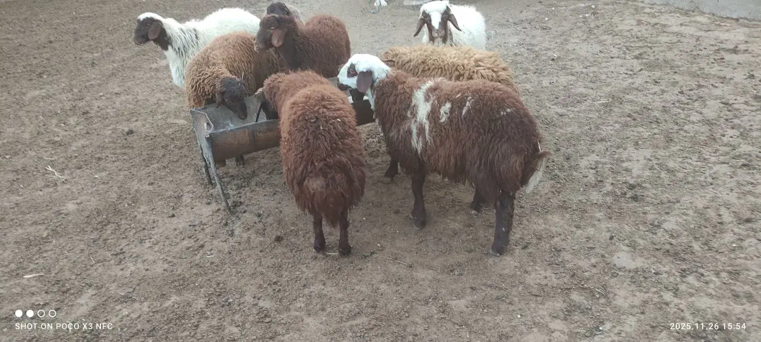 هفت راس بره نر سرحال|حیوانات مزرعه|مشهد, ویلاشهر|دیوار