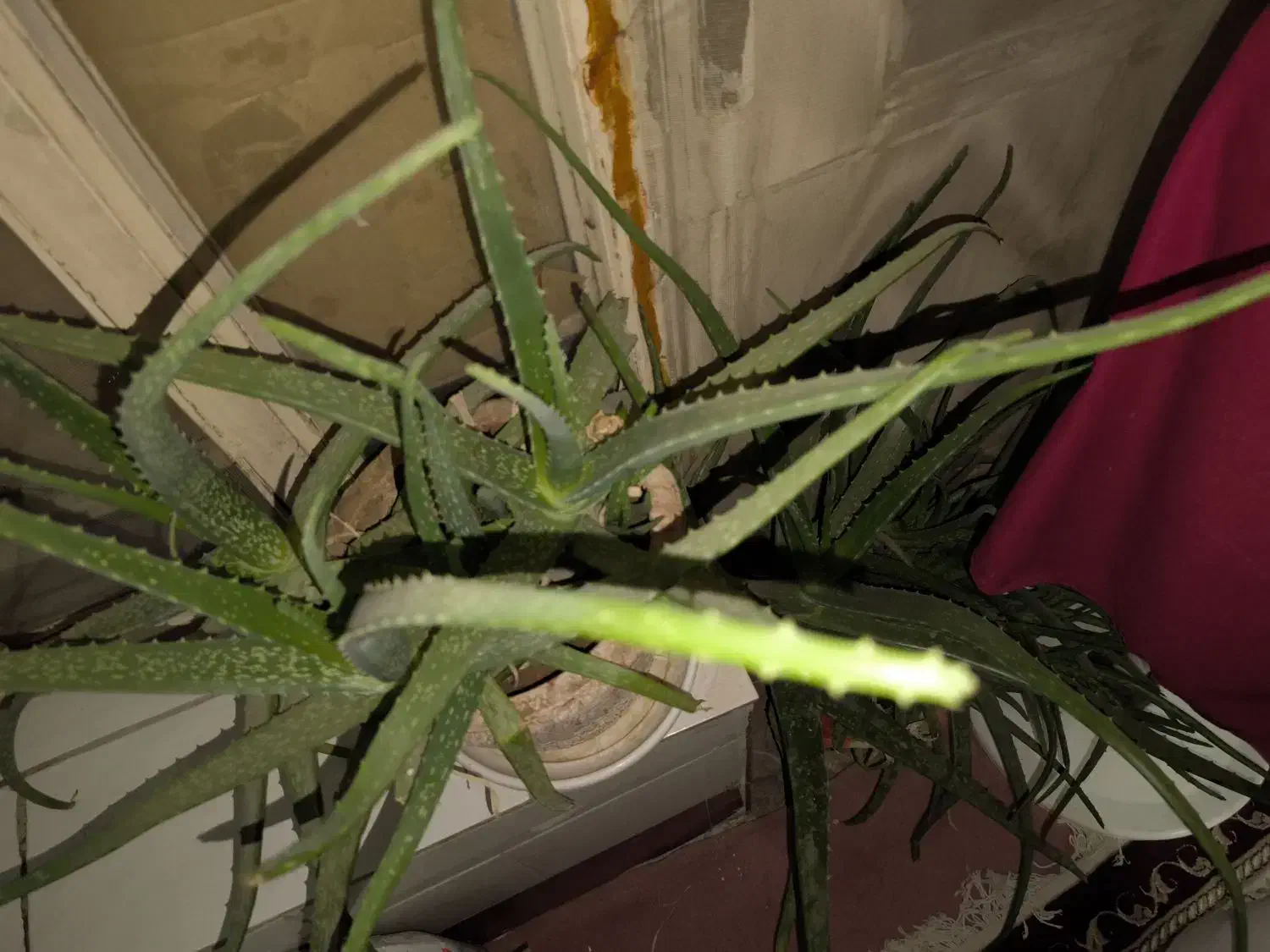 گل آلوورا بزرگ|گل و گیاه طبیعی|سیرجان, |دیوار