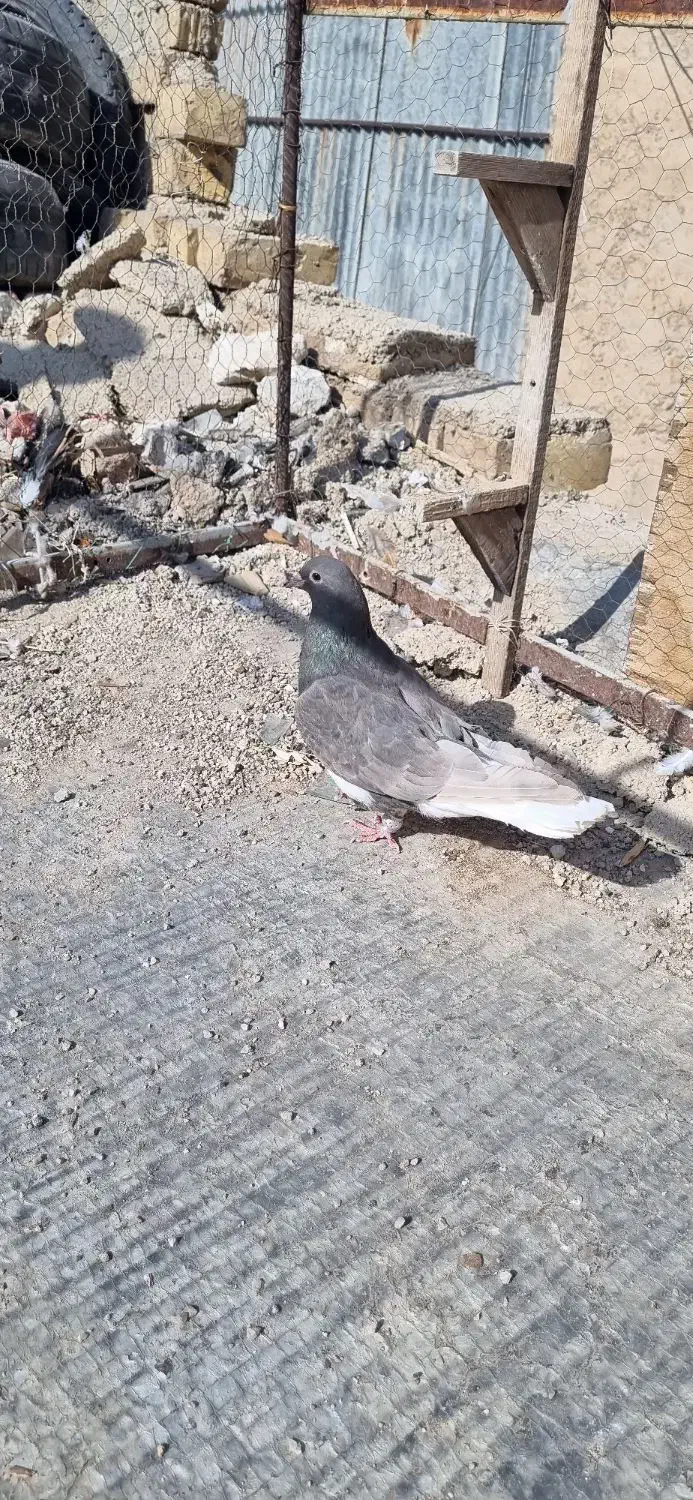 ماده شهری سرکه ای عتیقه|پرنده|شیراز, بازار|دیوار