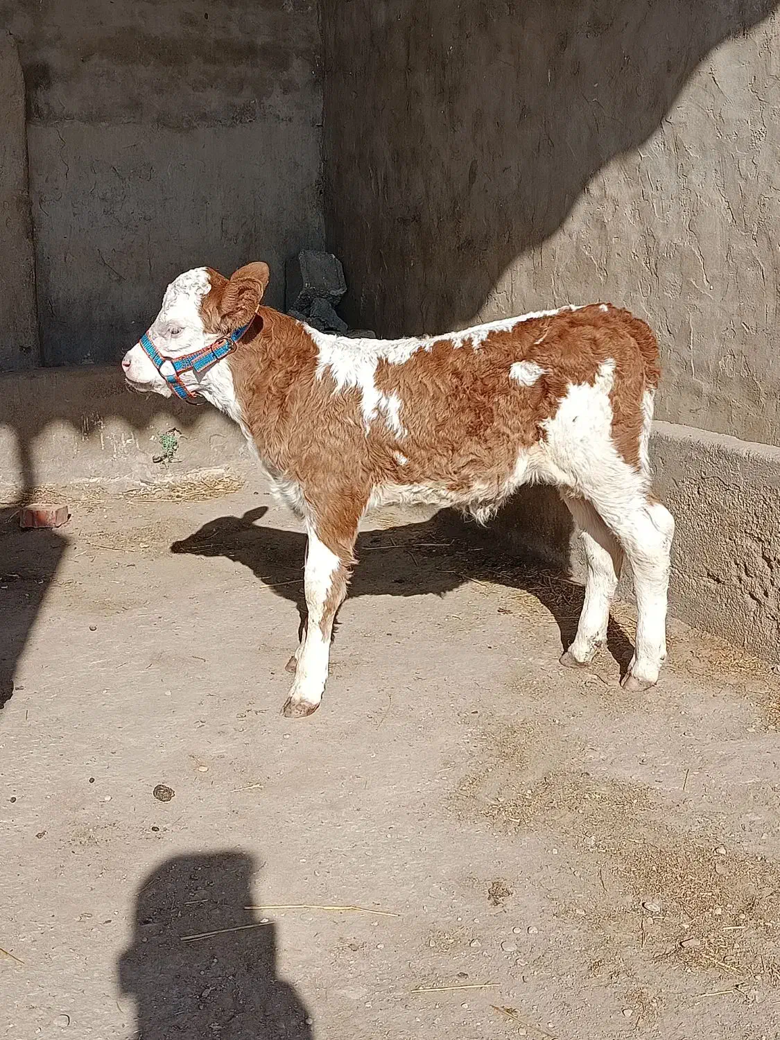 گوساله ماده سیمینتال شرابی جنس اصیل|حیوانات مزرعه|گنبد کاووس, |دیوار