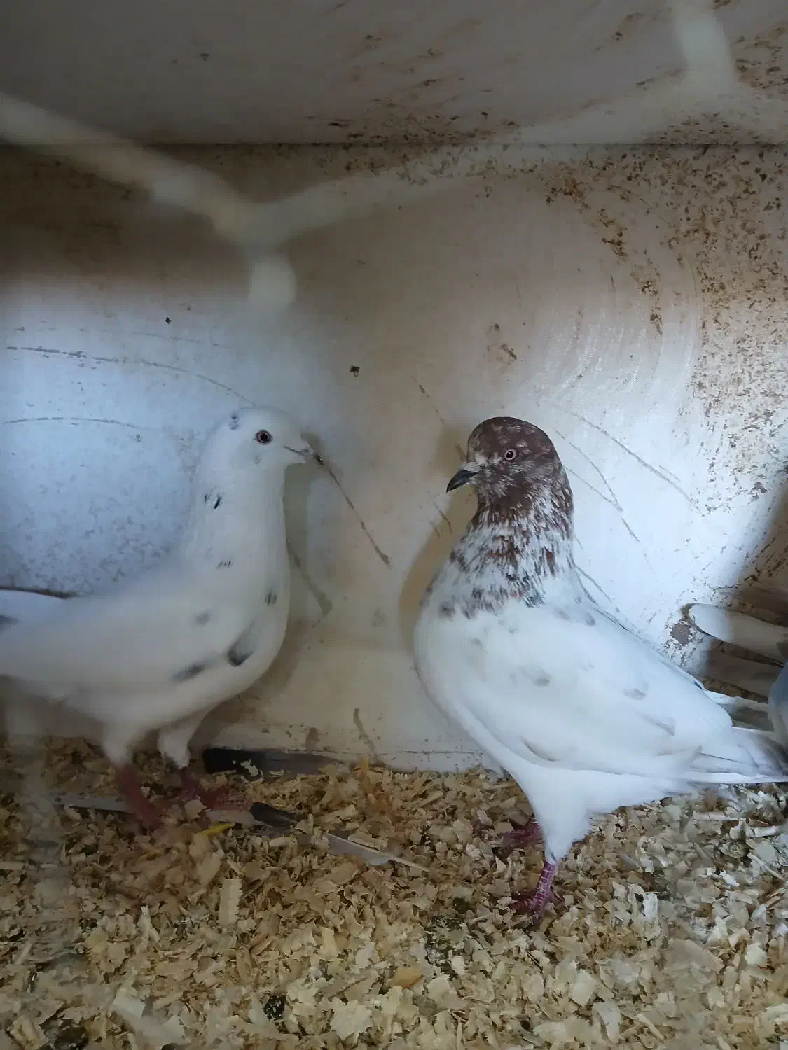 ۳ عدد کبوتر|پرنده|اردبیل, |دیوار