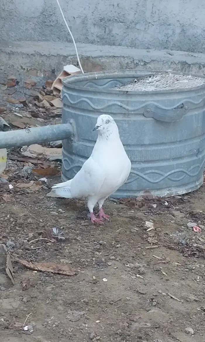 کبوتر ماده سالم بدونه هیچ مریض|پرنده|خلخال, |دیوار
