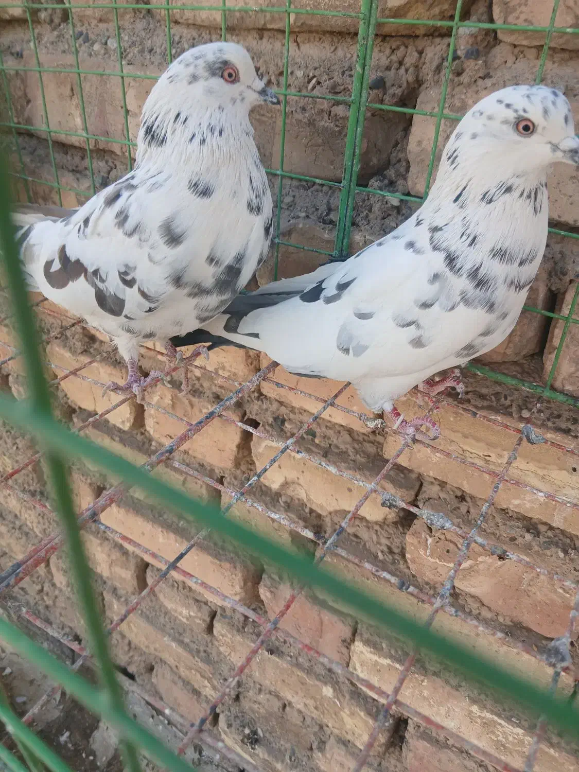 تهرانی|پرنده|اصفهان, سرچشمه|دیوار