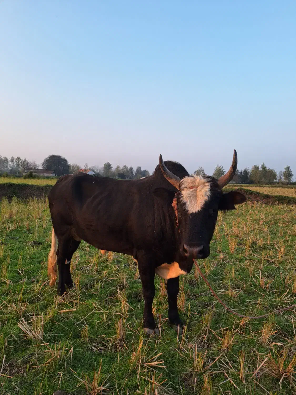 واگذاری ورزا چالوسی|حیوانات مزرعه|سنگر, |دیوار