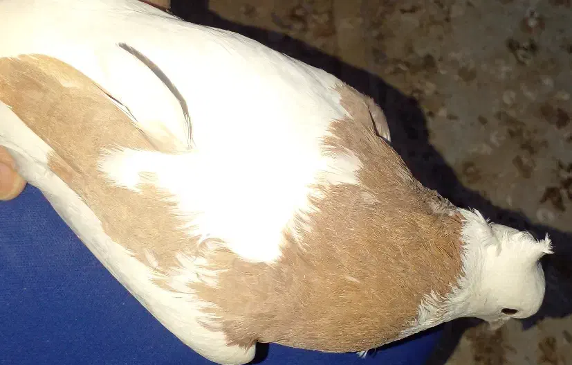 کبوتر طوقی پلاکی نر ،جفت بدرنگ سینه واز|پرنده|شاهینشهر, شهرک سایت|دیوار