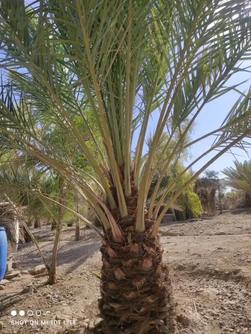 درختکاری|گل و گیاه طبیعی|فیروزآباد (فارس), |دیوار