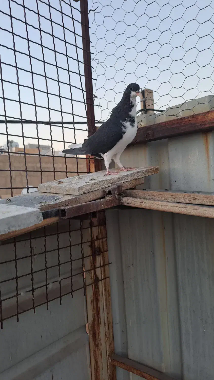 سه تا ماده شهری بی عیب|پرنده|شیراز, شهرک مفتح|دیوار