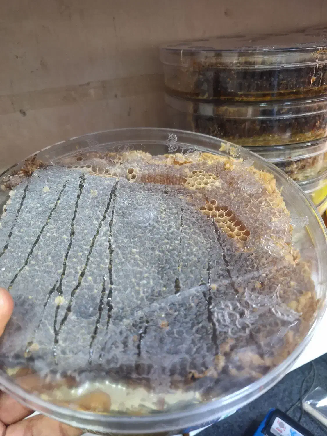 عسل طبیعی تبریز|خوردنی و آشامیدنی|پاکدشت, خاتون آباد|دیوار