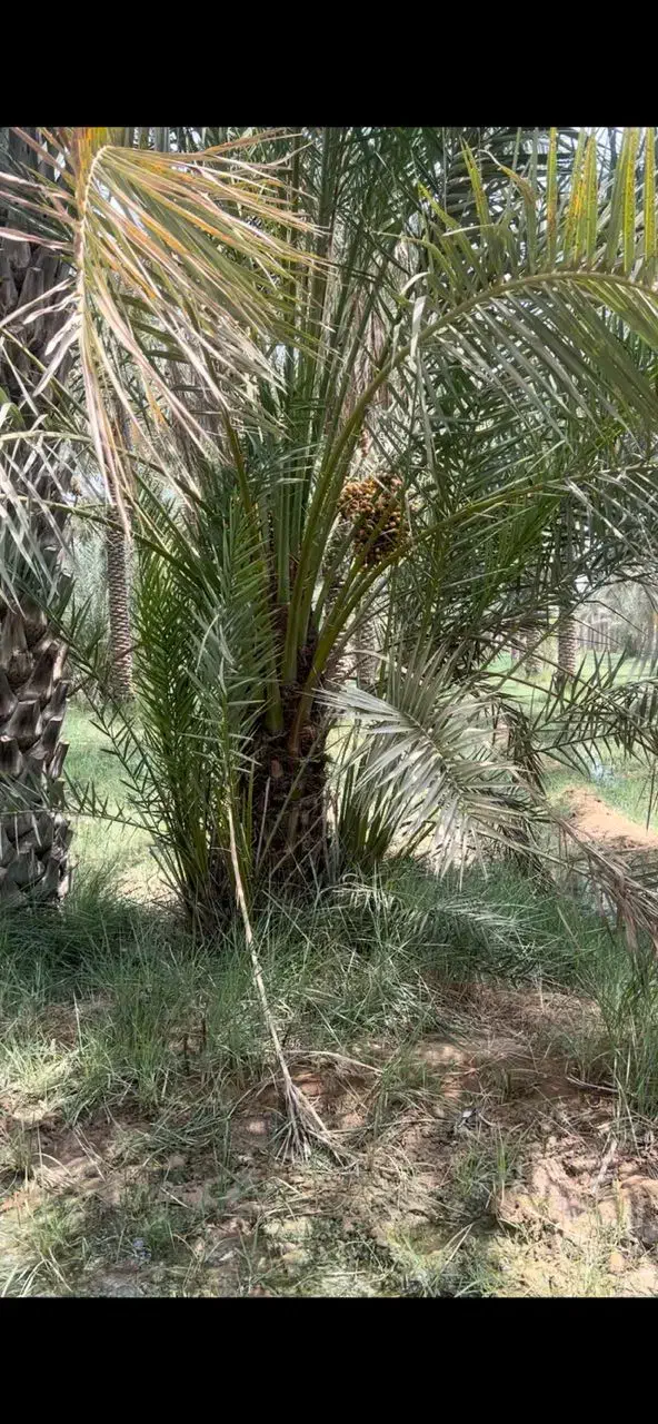 دمیت بریمی درجه یک ۱۰۰ عدد|خدمات باغبانی و درختکاری|بوشهر, |دیوار