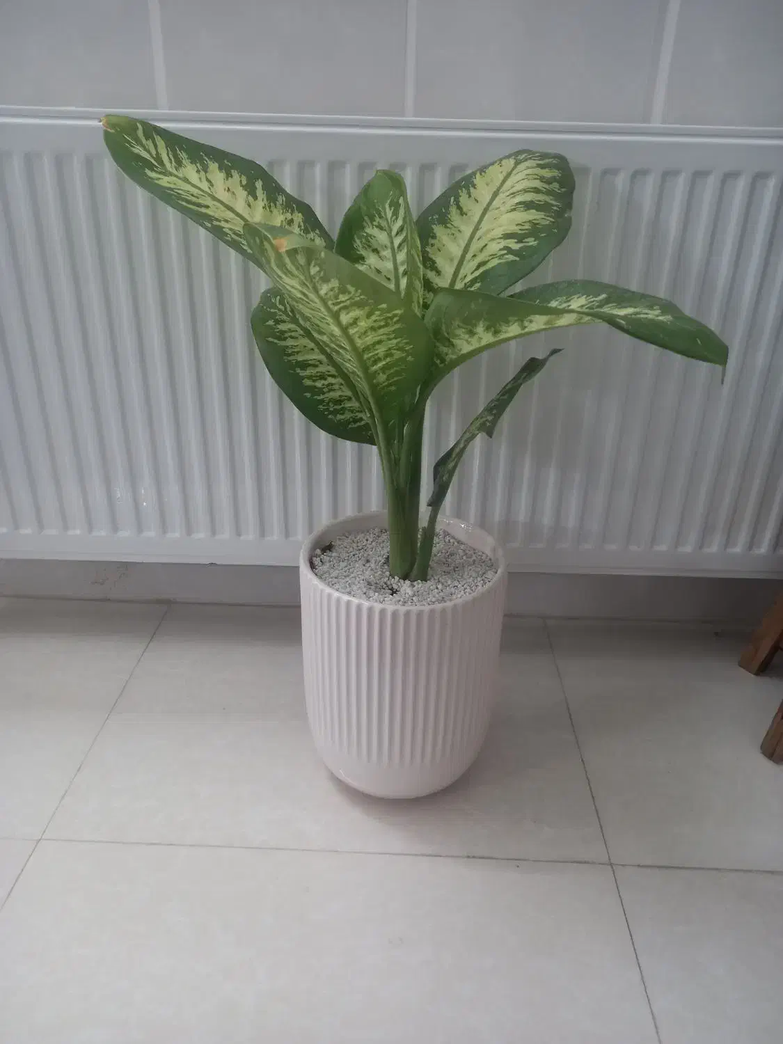 گل دیفن|گل و گیاه طبیعی|یزد, |دیوار