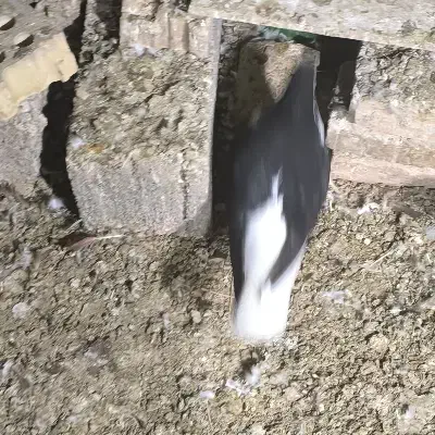 شیرازی نر|پرنده|کارون, |دیوار