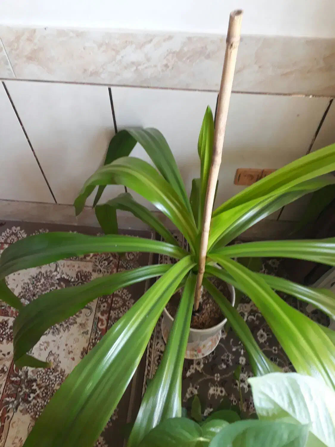 گل ذرتی شاداب|گل و گیاه طبیعی|شیراز, شهرک مهدیآباد|دیوار