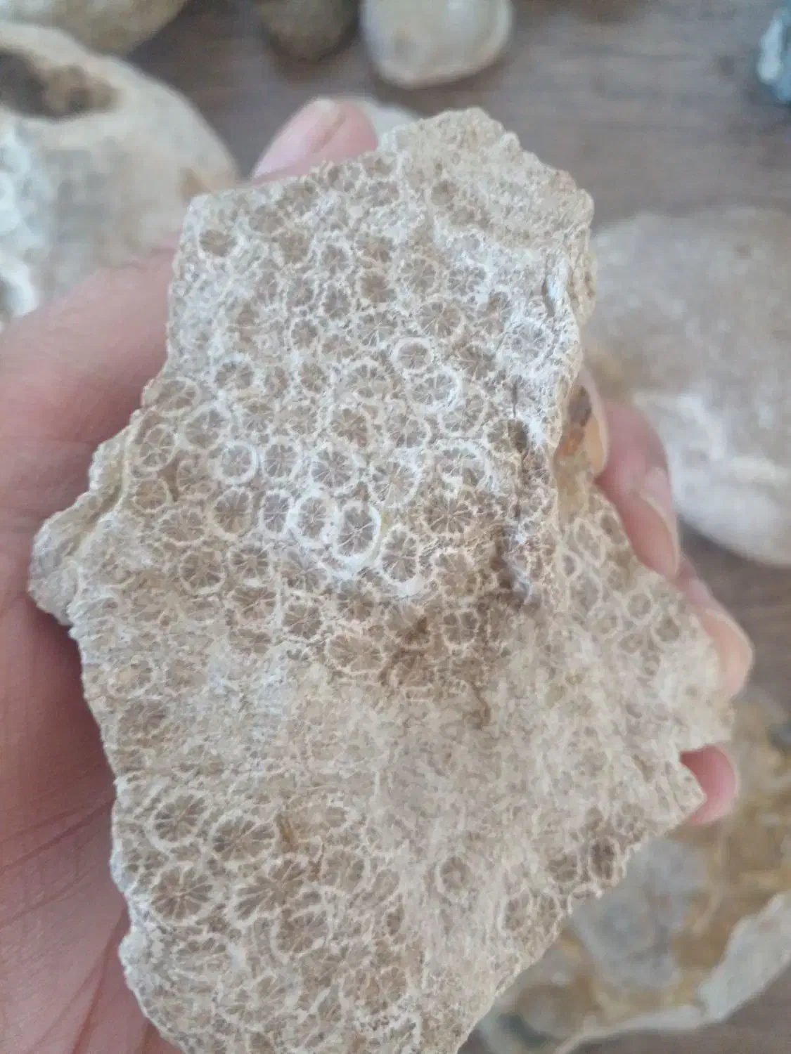 سنگهای‌صدف‌و‌مرجان|کلکسیون اشیاء عتیقه|ارومیه, |دیوار